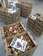 bloemen en planten vvbvanbree     1063